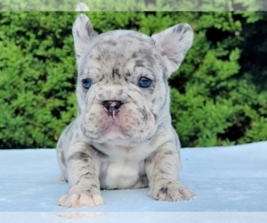 French Bulldog Puppy for sale in BOSTON, MA, USA