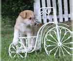 Small German Shepherd Dog Mix