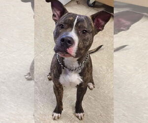 Alvin - Male Mutt Dog for Adoption - Photo #12