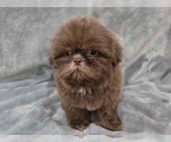 Medium Photo #5 Shih Tzu Puppy For Sale in CARLYLE, IL, USA