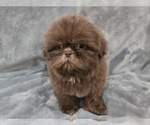 Small #4 Shih Tzu