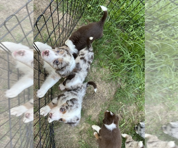 Medium Photo #32 Australian Shepherd Puppy For Sale in HYDEN, KY, USA