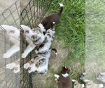 Small #31 Australian Shepherd