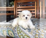 Miles - Male Mal-Shi Puppy for Sale - Photo #6