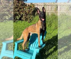 Ragnar - FL - COURTESY POST - Male Mutt Dog for Adoption - Photo #2