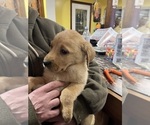 Puppy Puppy 6 Labrador Retriever