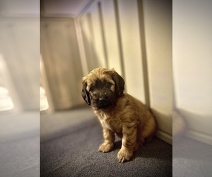 Medium Goldendoodle (Miniature)