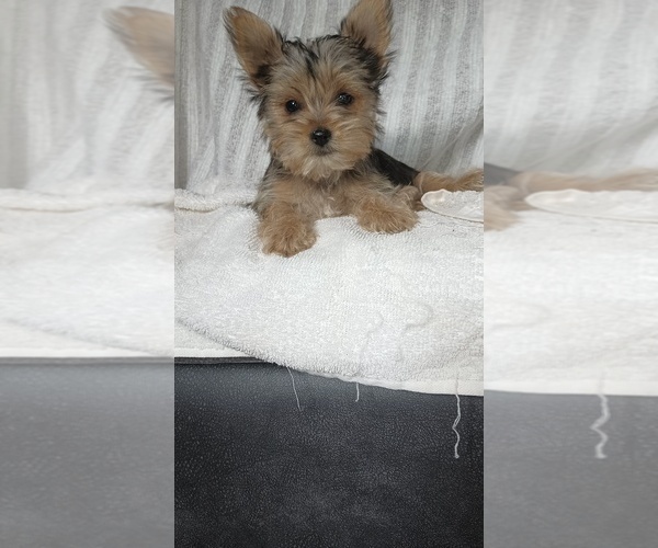Medium Photo #2 Yorkshire Terrier Puppy For Sale in BENSON, NC, USA