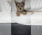 Small Photo #54 Yorkshire Terrier Puppy For Sale in BENSON, NC, USA
