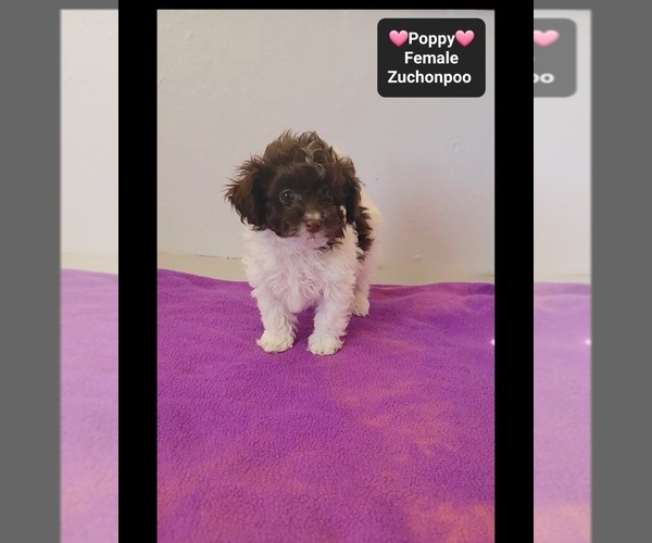 Medium Photo #3 Poodle (Toy)-Zuchon Mix Puppy For Sale in TUCSON, AZ, USA