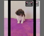 Poppy - Female Poodle (Toy)-Zuchon Mix Puppy for Sale - Photo #3
