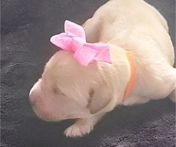 Medium Photo #2 Golden Retriever Puppy For Sale in SPARTA, NC, USA