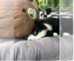 Small #2 Australian Shepherd Mix