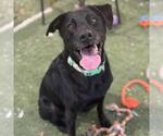 Small #2 Labrador Retriever Mix