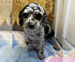 Small Poodle (Miniature)