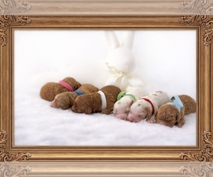 Goldendoodle mix (+ Poodle Miniature) Litter for sale in LAFAYETTE, LA, USA