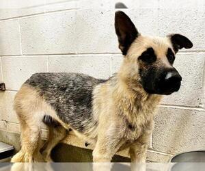 German Shepherd Dog Dogs for adoption in Moreno Valley, CA, USA