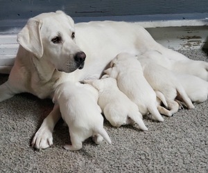 Mother of the Labrador Retriever puppies born on 09/29/2022