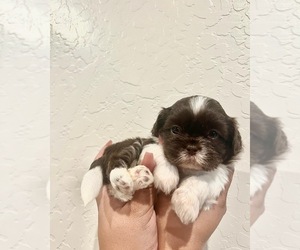 Shih Tzu Puppy for sale in WOODLAKE, CA, USA