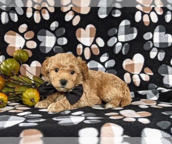 Medium Photo #4 Bichpoo Puppy For Sale in CHRISTIANA, PA, USA