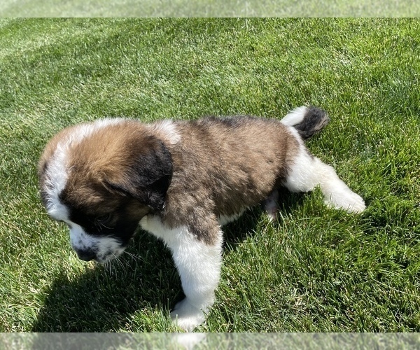 Medium Photo #10 Bernese Mountain Dog-Saint Bernard Mix Puppy For Sale in NAMPA, ID, USA