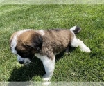 Small #9 Bernese Mountain Dog-Saint Bernard Mix