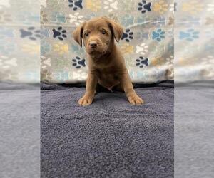 Labrador Retriever Dogs for adoption in Rosenberg, TX, USA