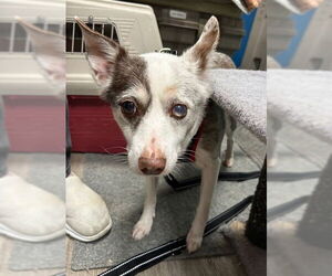 Australian Shepherd-Unknown Mix Dogs for adoption in Stanhope, NJ, USA