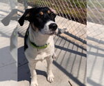 Small #3 Beagle Mix