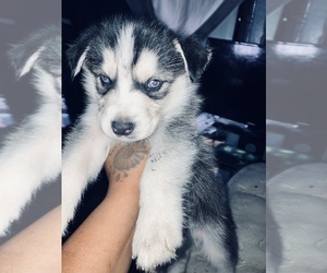 Siberian Husky Puppy for sale in GRAHAM, NC, USA