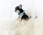 Small #8 Chihuahua