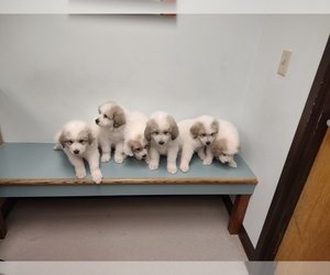 Great Pyrenees Puppy for sale in COLUMBUS, OH, USA