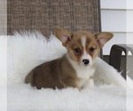 Small Photo #2 Pembroke Welsh Corgi Puppy For Sale in MILLERSBURG, OH, USA