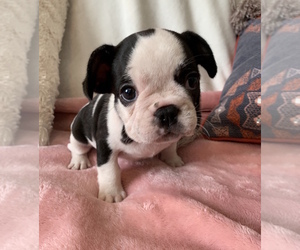 French Bulldog Puppy for sale in CHARLESTON, SC, USA