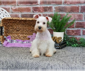 Schnauzer (Miniature) Puppy for sale in SYRACUSE, IN, USA