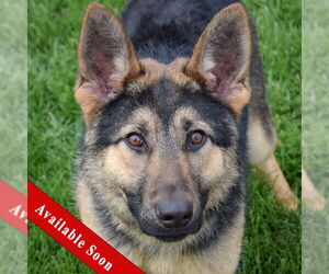 German Shepherd Dog Dogs for adoption in Huntley, IL, USA