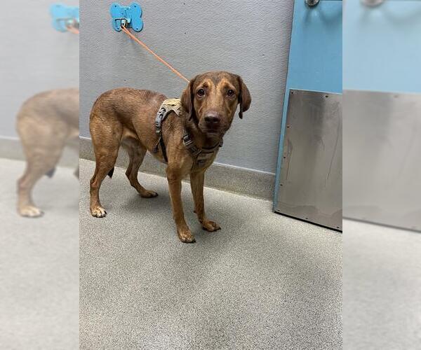 Medium Photo #1 Chesapeake Bay Retriever-Unknown Mix Puppy For Sale in Las Vegas, NV, USA