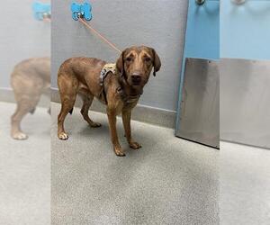 Chesapeake Bay Retriever-Unknown Mix Dogs for adoption in Las Vegas, NV, USA