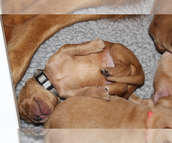 Medium Photo #4 Golden Retriever Puppy For Sale in LOGAN, UT, USA