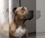 Small #3 American Pit Bull Terrier-Staffordshire Bull Terrier Mix