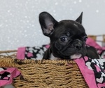 Small #5 Faux Frenchbo Bulldog
