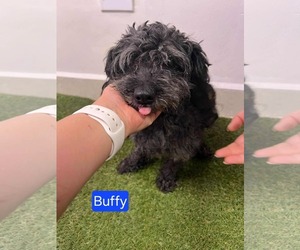 Shih-Poo Dogs for adoption in Mukwonago, WI, USA