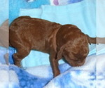 Small #12 Poodle (Standard)