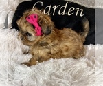 Small Photo #8 Shih Tzu Puppy For Sale in JACKSONVILLE, FL, USA