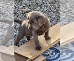 Small Photo #31 Labrador Retriever Puppy For Sale in POCAHONTAS, IL, USA