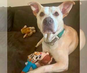 American Staffordshire Terrier-Unknown Mix Dogs for adoption in New Oxford , PA, USA