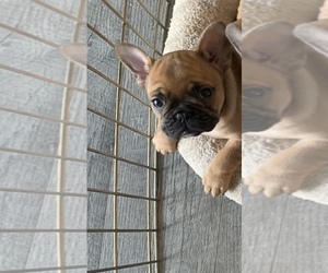 French Bulldog Puppy for sale in CASPER, WY, USA