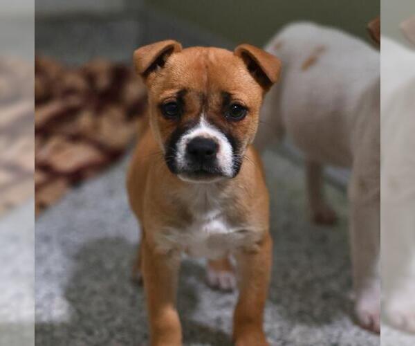 Medium Photo #1 Mutt Puppy For Sale in San Antonio, TX, USA