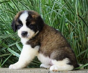 Saint Bernard Puppy for sale in FREDERICKSBG, OH, USA