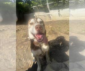 Siberian Husky-Unknown Mix Dogs for adoption in San Antonio, TX, USA